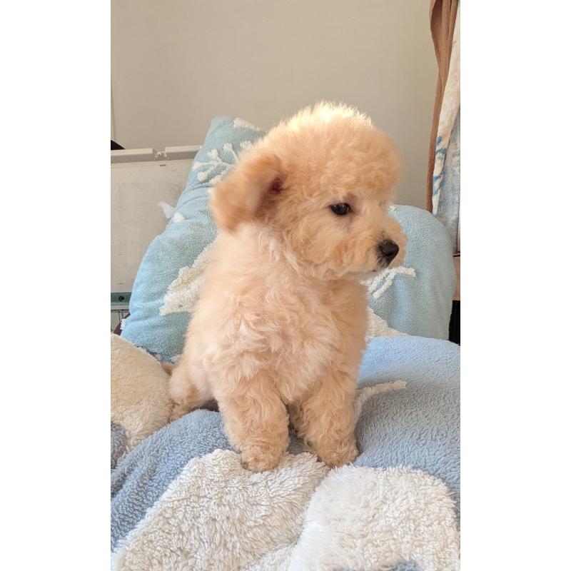 販売中の千葉県のビションプー:ビションフリーゼ×トイプードル-422587の2枚目