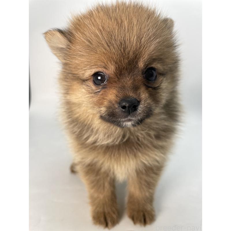 販売中の千葉県のミックス犬-432836の1枚目