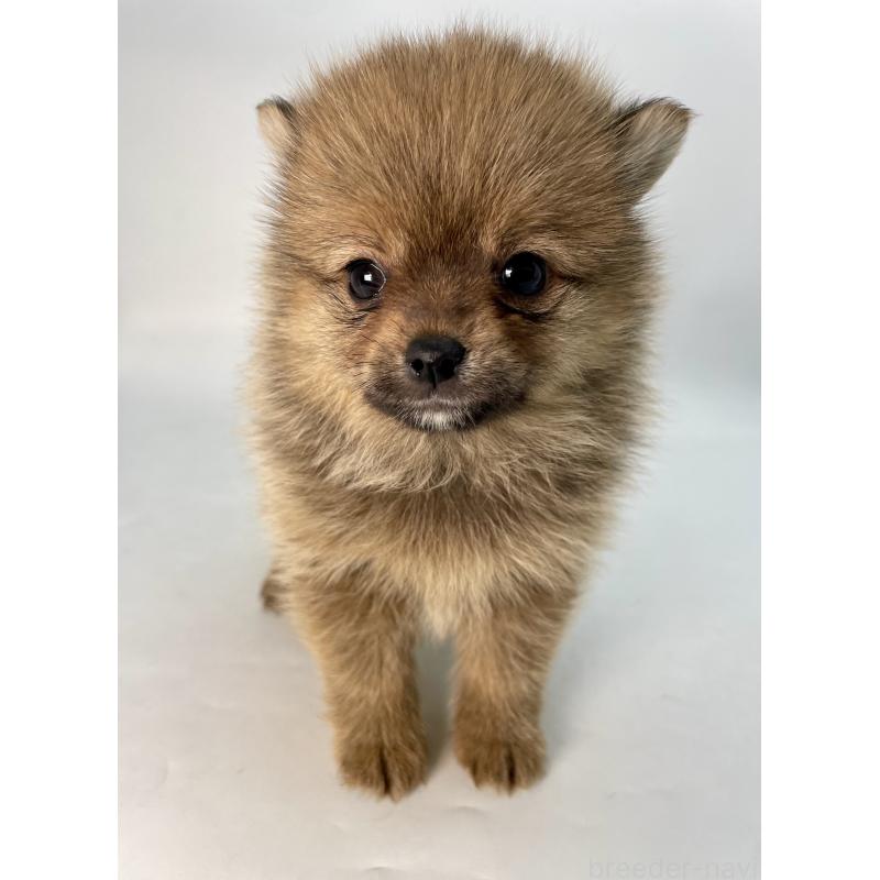 販売中の千葉県のミックス犬-432836の15枚目