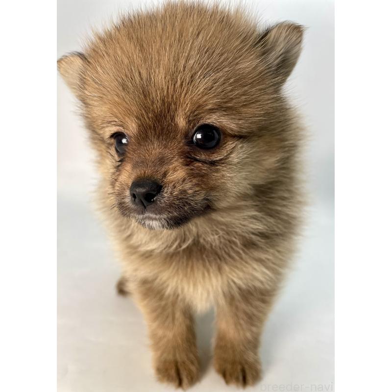 販売中の千葉県のミックス犬-432836の14枚目