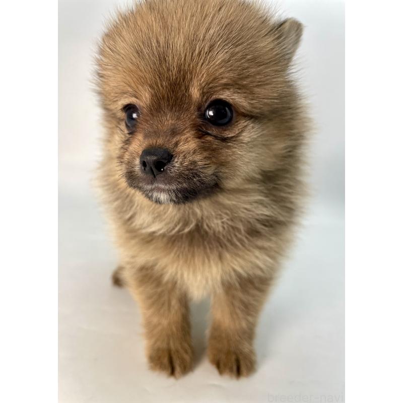 販売中の千葉県のミックス犬-432836の13枚目