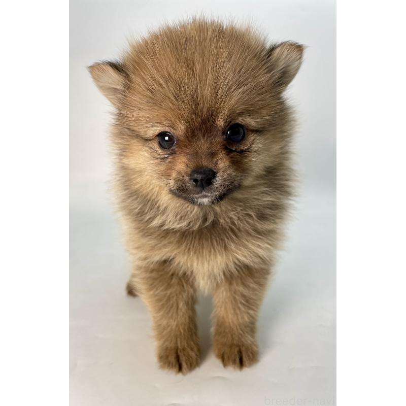 販売中の千葉県のミックス犬-432836の12枚目