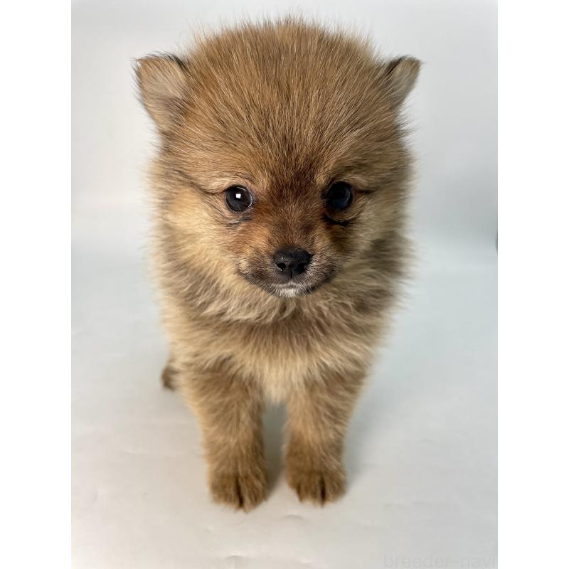 販売中の千葉県のミックス犬-432836の11枚目