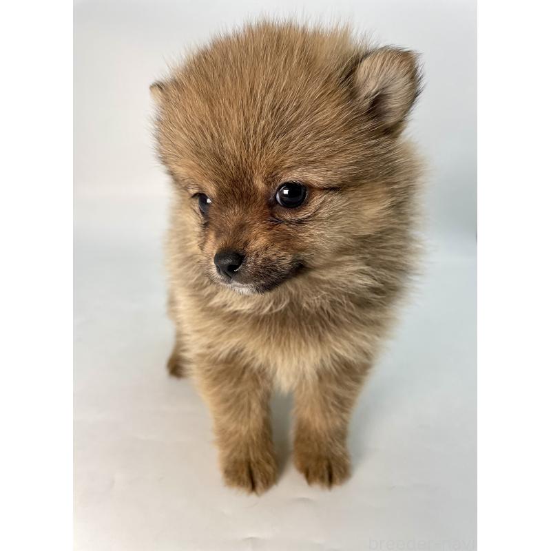 販売中の千葉県のミックス犬-432836の10枚目