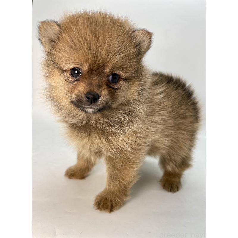 販売中の千葉県のミックス犬-432836の9枚目