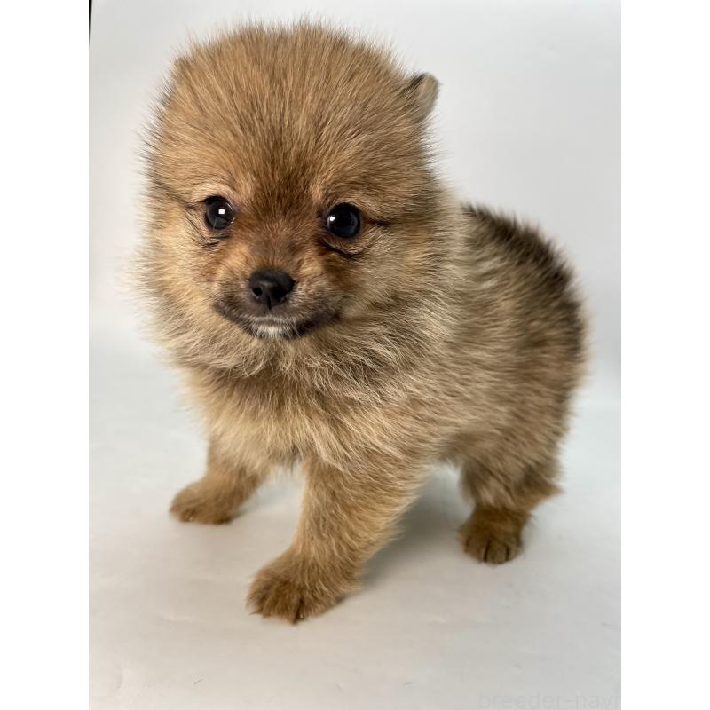 販売中の千葉県のミックス犬-432836の8枚目