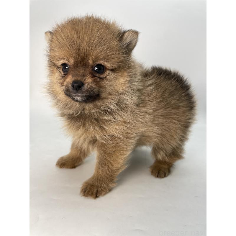 販売中の千葉県のミックス犬-432836の7枚目