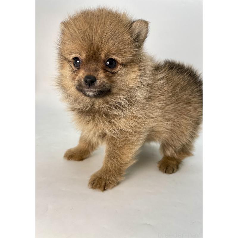 販売中の千葉県のミックス犬-432836の6枚目