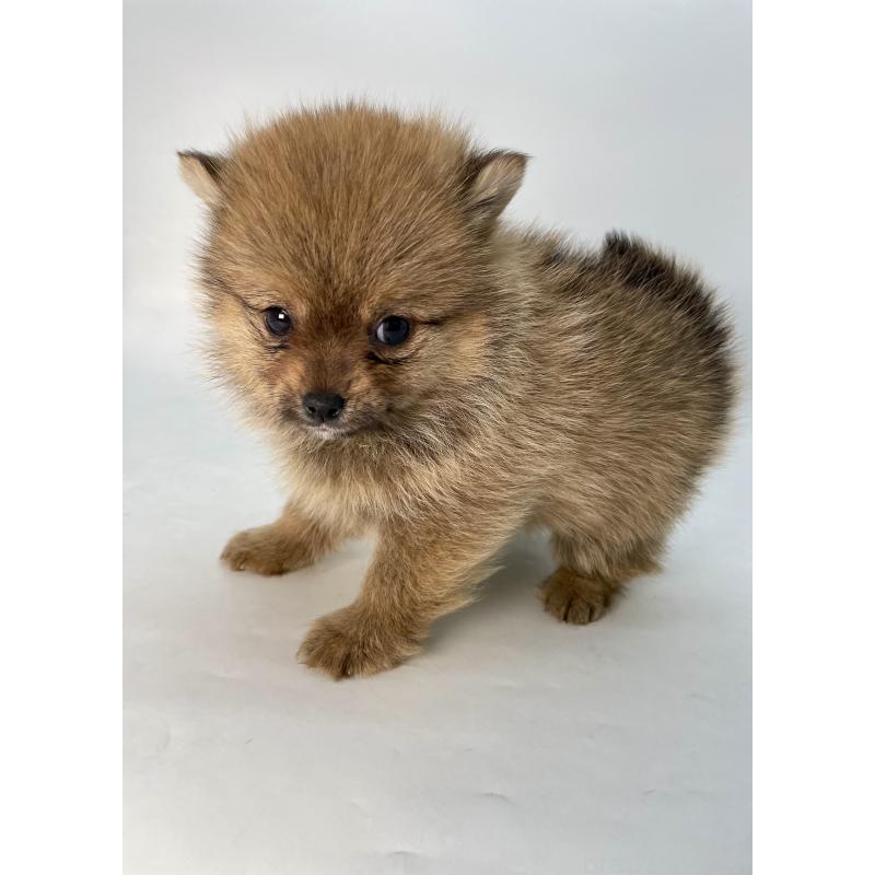 販売中の千葉県のミックス犬-432836の5枚目