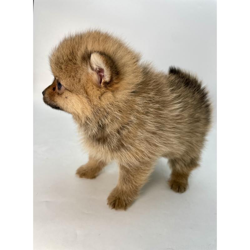 販売中の千葉県のミックス犬-432836の4枚目