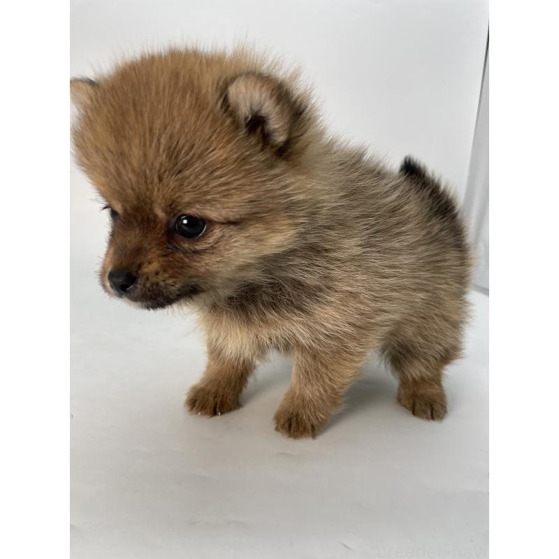 販売中の千葉県のミックス犬-432836の3枚目