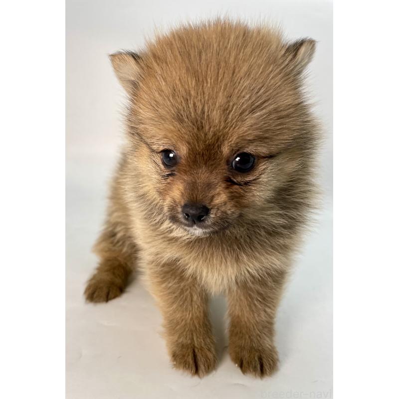 販売中の千葉県のミックス犬-432836の2枚目