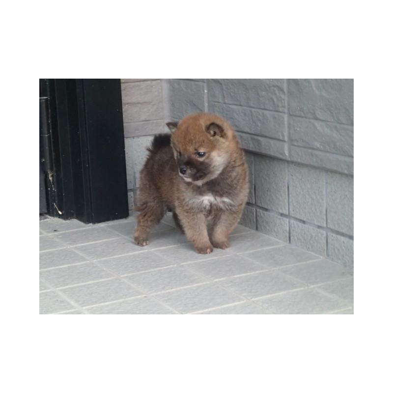 販売中の香川県の柴犬-432838の5枚目