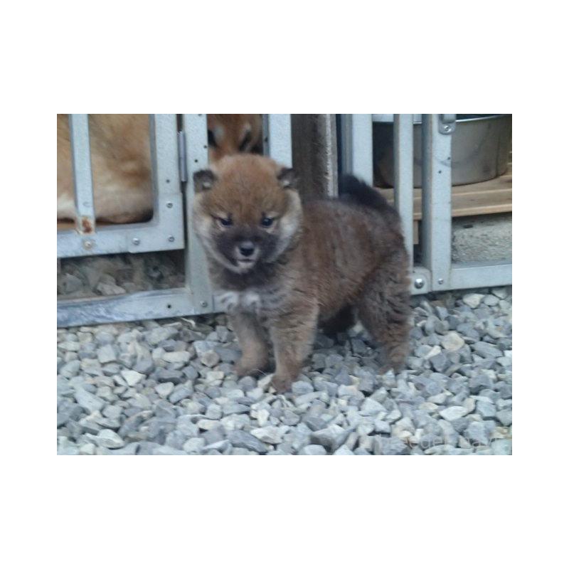 販売中の香川県の柴犬-432838の3枚目