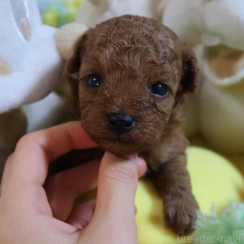 販売中の香川県のティーカッププードル-432840