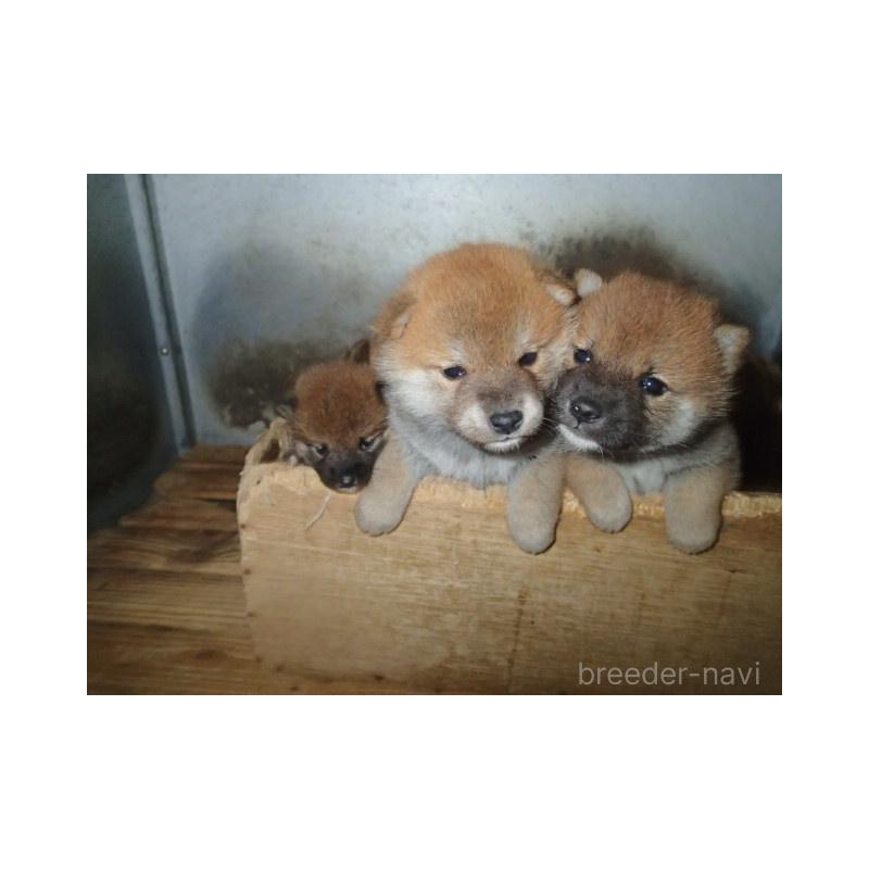 販売中の香川県の柴犬-432838の2枚目