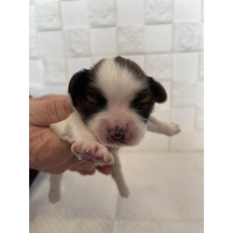 販売中の群馬県のパピヨン-432842