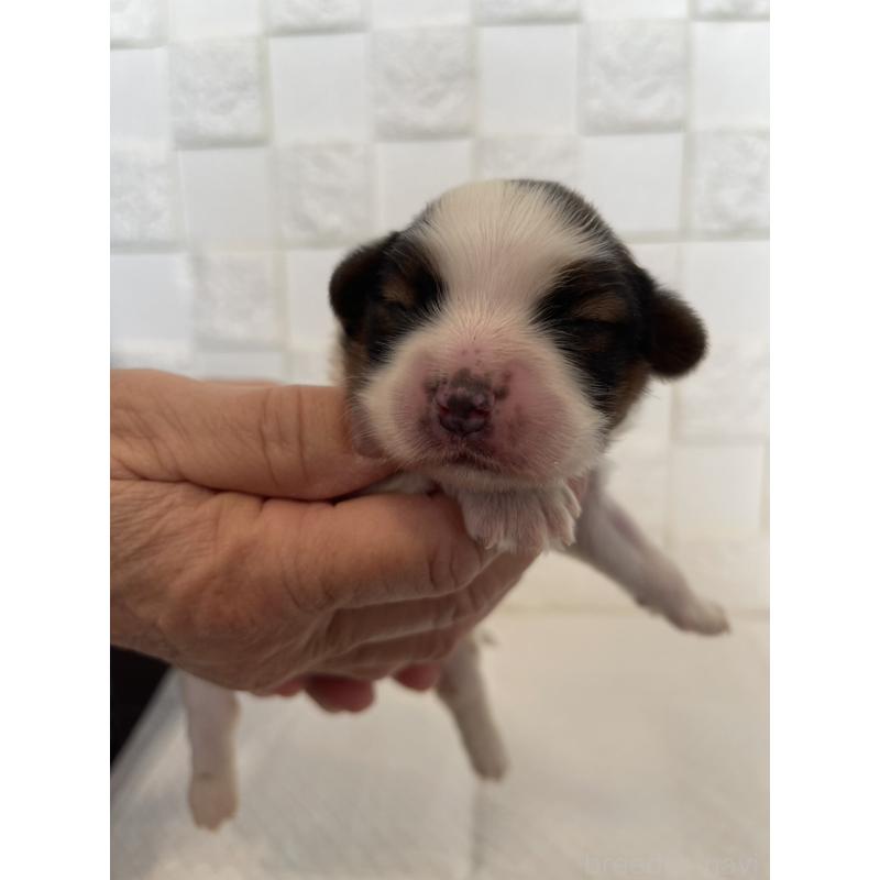 販売中の群馬県のパピヨン-432842の7枚目