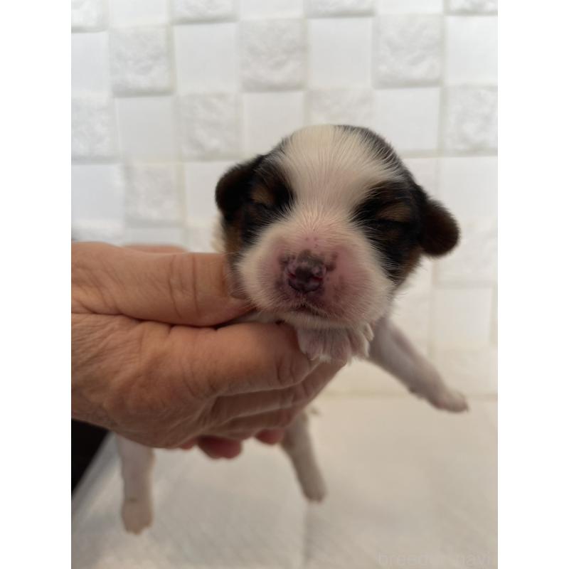 販売中の群馬県のパピヨン-432842の6枚目