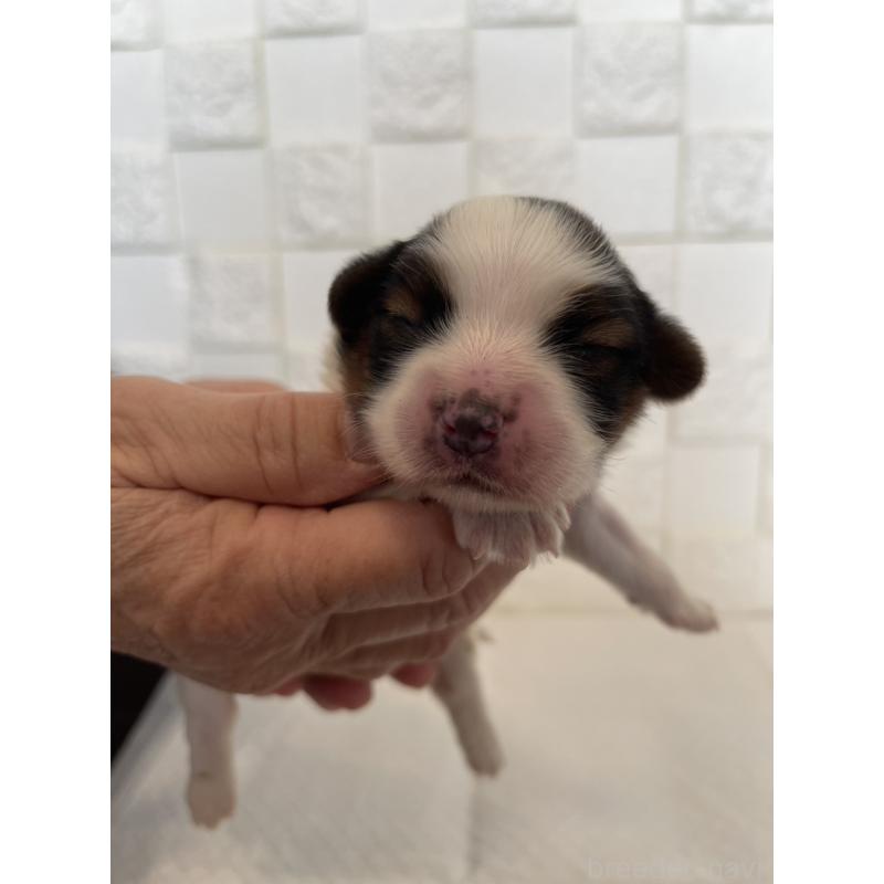 販売中の群馬県のパピヨン-432842の4枚目