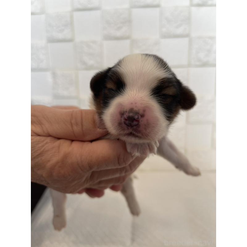 販売中の群馬県のパピヨン-432842の3枚目