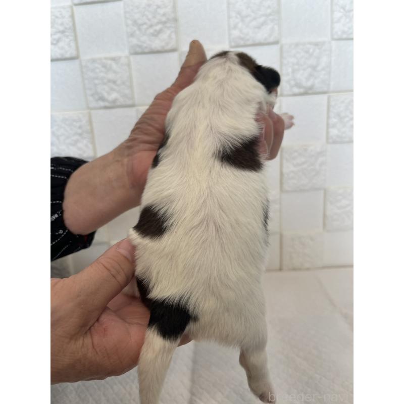 販売中の群馬県のパピヨン-432842の2枚目