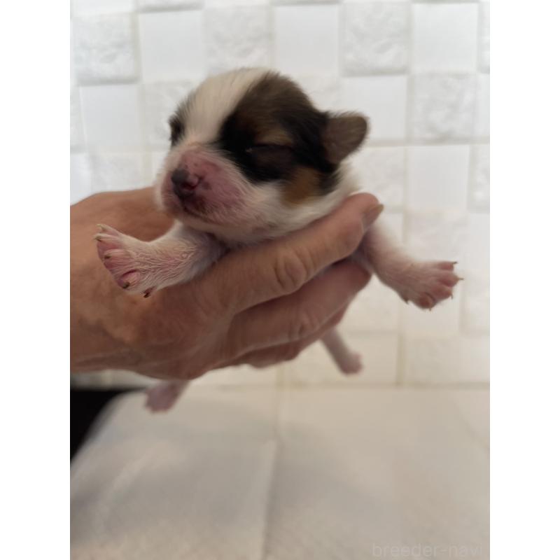 販売中の群馬県のパピヨン-432843の1枚目