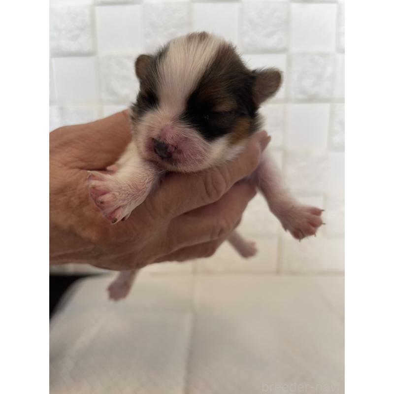 販売中の群馬県のパピヨン-432843の11枚目