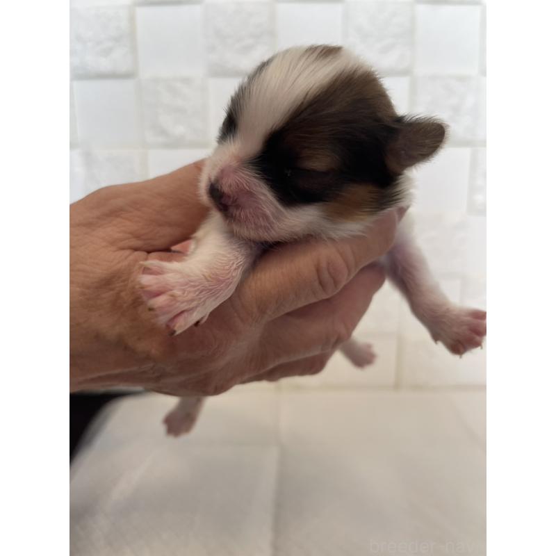 販売中の群馬県のパピヨン-432843の10枚目