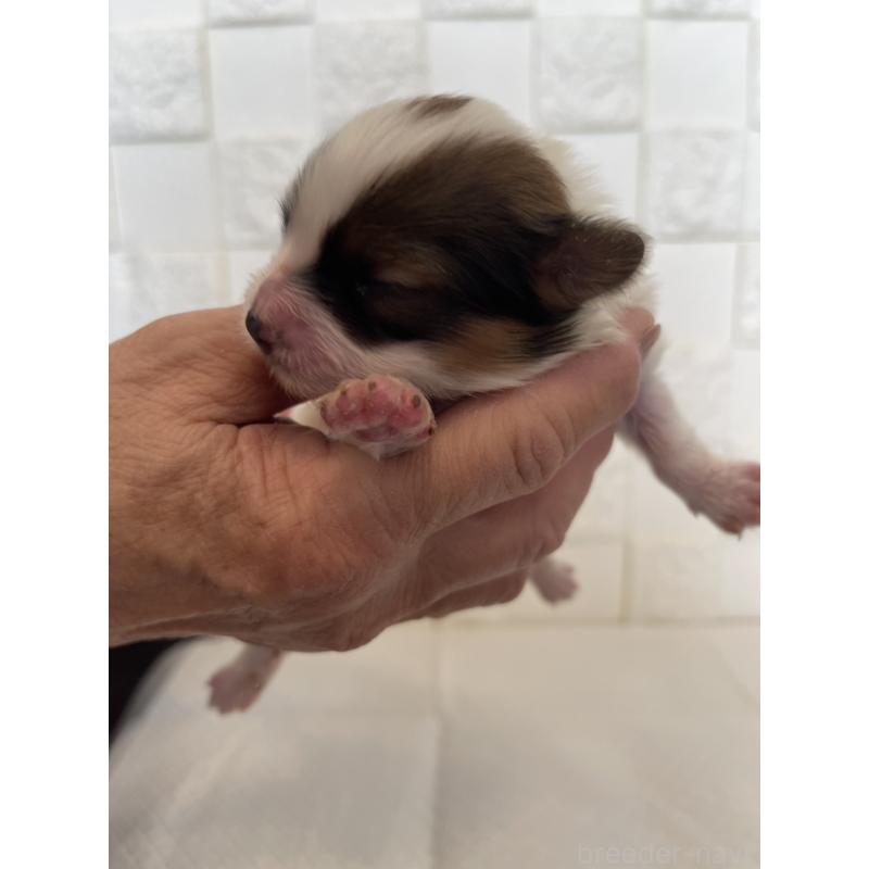 販売中の群馬県のパピヨン-432843の9枚目