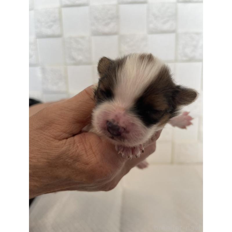 販売中の群馬県のパピヨン-432843の8枚目