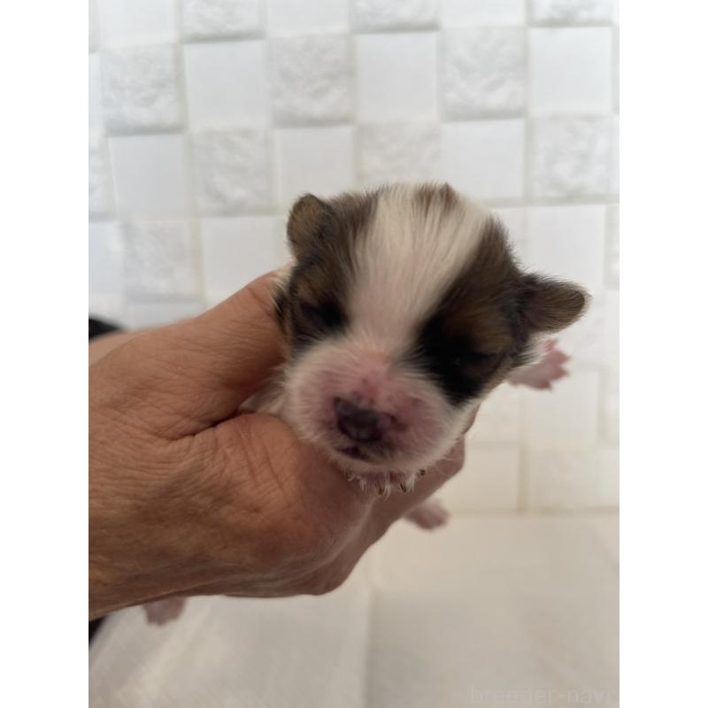 販売中の群馬県のパピヨン-432843の7枚目