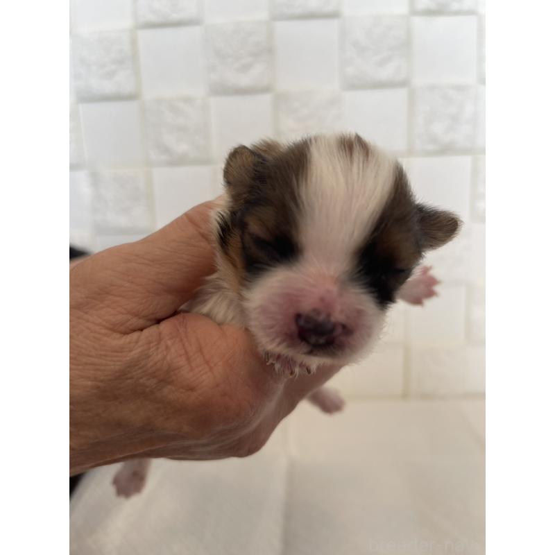 販売中の群馬県のパピヨン-432843の5枚目