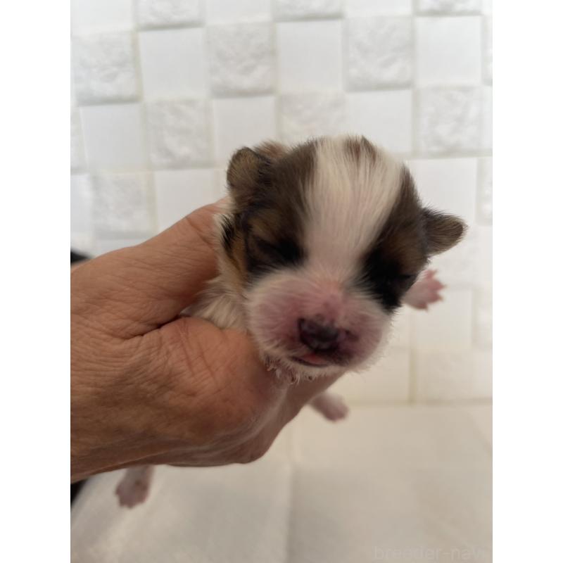 販売中の群馬県のパピヨン-432843の4枚目