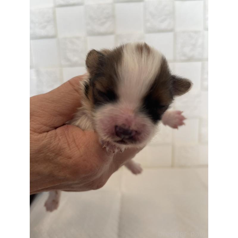 販売中の群馬県のパピヨン-432843の3枚目