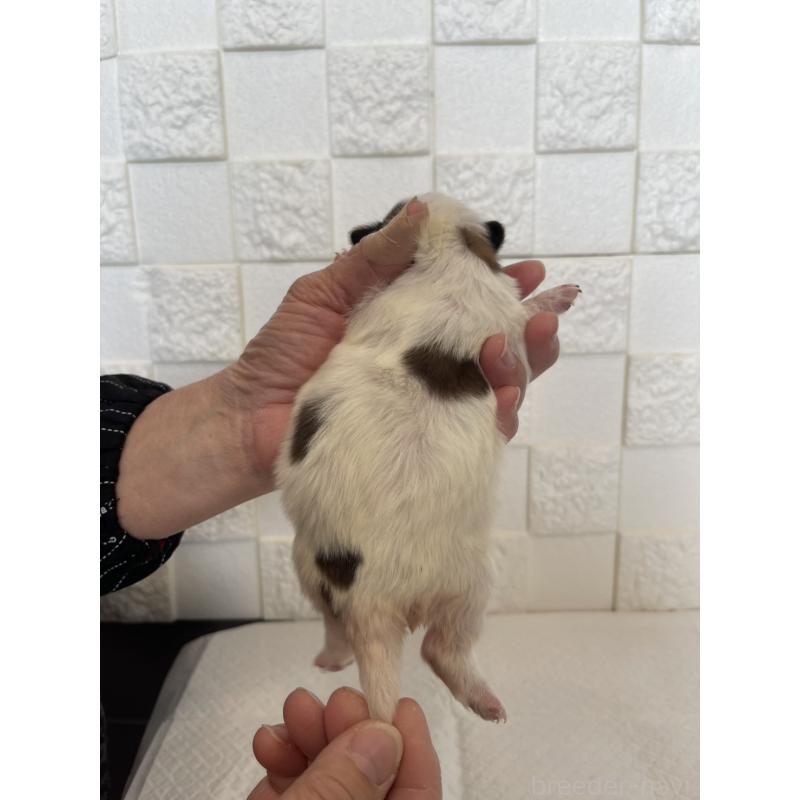 販売中の群馬県のパピヨン-432843の2枚目