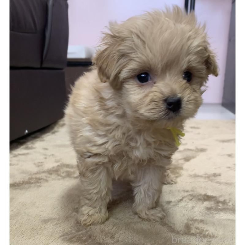 販売中の滋賀県のポメプー:ポメラニアン×トイプードル-432844の5枚目