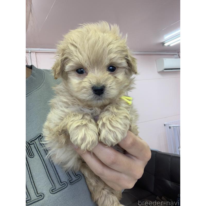 販売中の滋賀県のポメプー:ポメラニアン×トイプードル-432844の4枚目