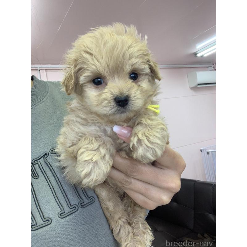 販売中の滋賀県のポメプー:ポメラニアン×トイプードル-432844の3枚目