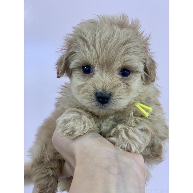 販売中の滋賀県のポメプー:ポメラニアン×トイプードル-432844の2枚目