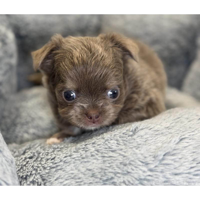 成約済の埼玉県のチワワ(ロングコート)-430022の5枚目