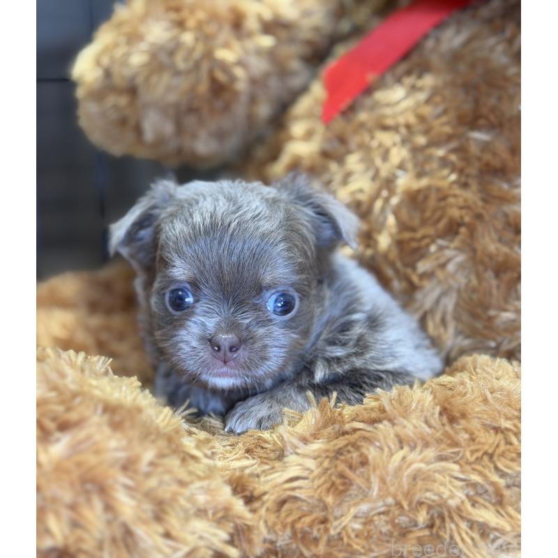 成約済の埼玉県のチワワ(ロングコート)-430022の4枚目