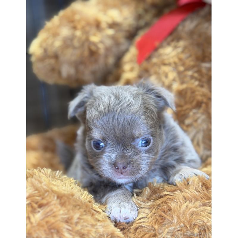 成約済の埼玉県のチワワ(ロングコート)-430022の3枚目