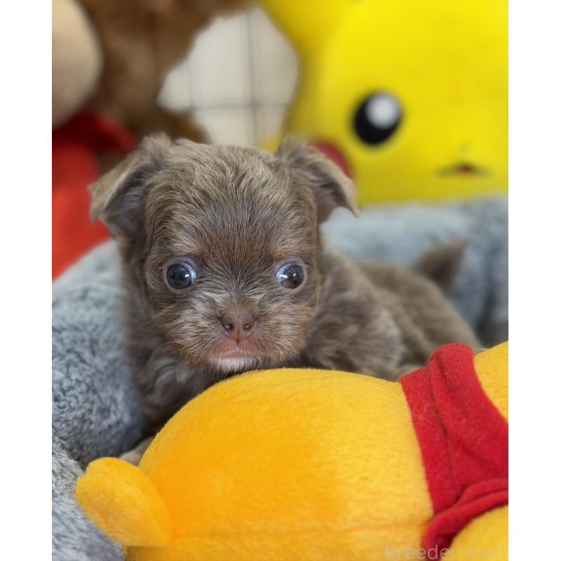 成約済の埼玉県のチワワ(ロングコート)-430022の2枚目