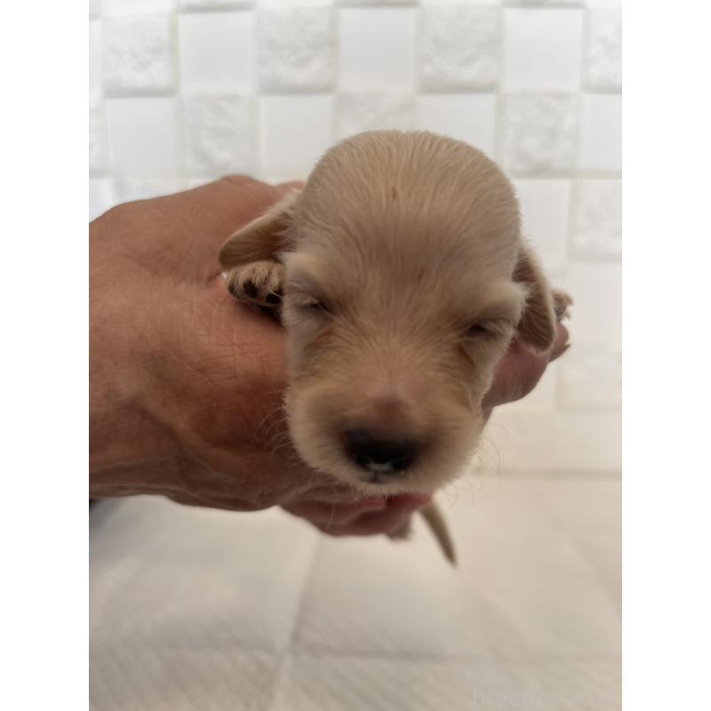 販売中の群馬県のミニチュアダックスフンド(ロングヘアード)-432845の1枚目