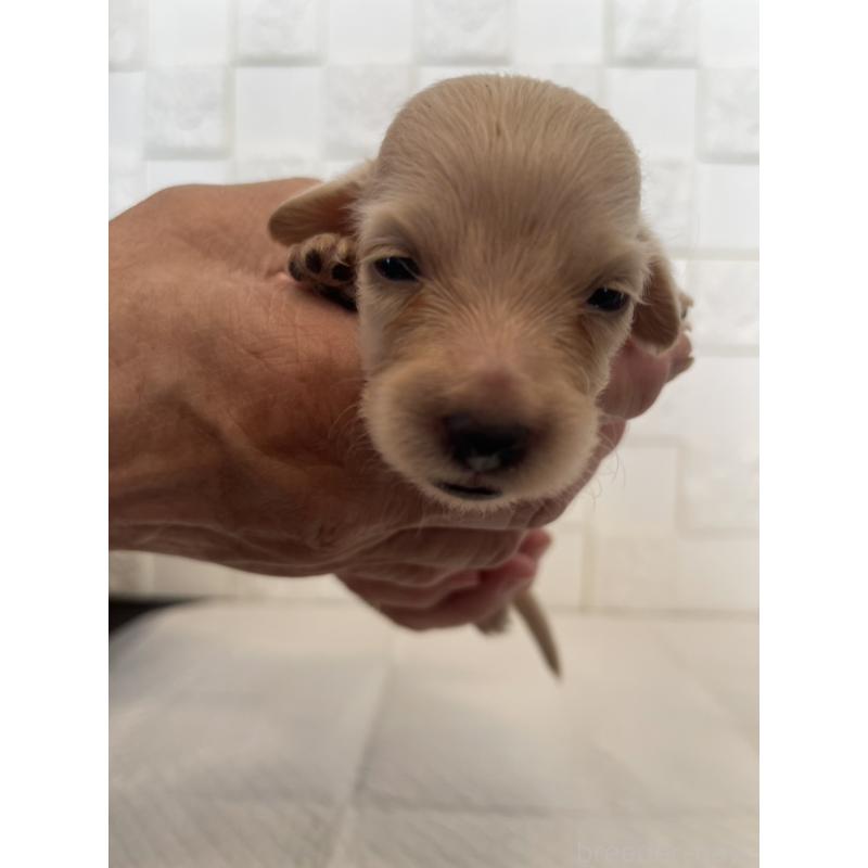 販売中の群馬県のミニチュアダックスフンド(ロングヘアード)-432845の8枚目