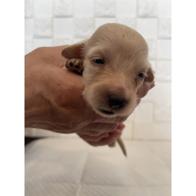 販売中の群馬県のミニチュアダックスフンド(ロングヘアード)-432845の5枚目