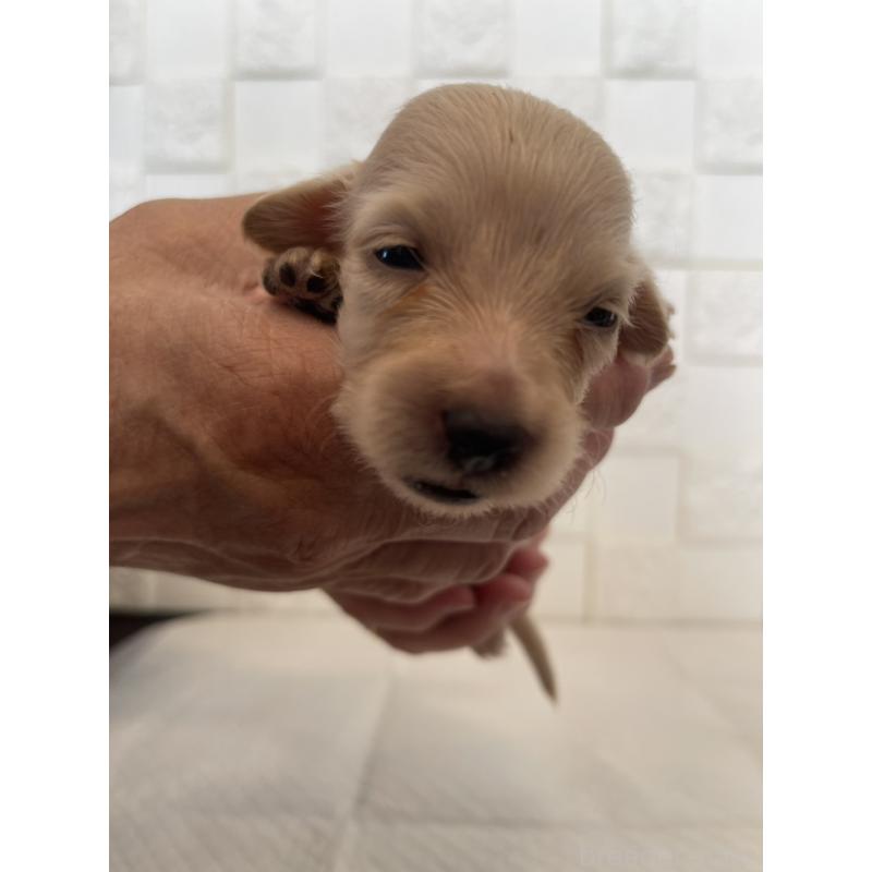 販売中の群馬県のミニチュアダックスフンド(ロングヘアード)-432845の2枚目