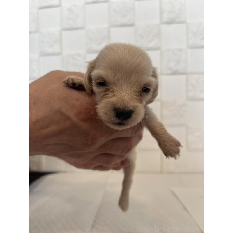 販売中の群馬県のミニチュアダックスフンド(ロングヘアード)-432846の1枚目