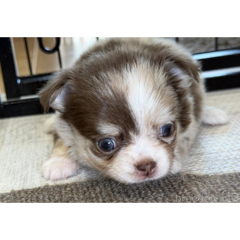 成約済の埼玉県のチワワ(ロングコート)-430020の6枚目